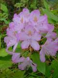 rhodo ponticum roseum.JPG